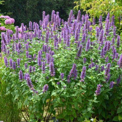 Agastache 'Blue Boa'