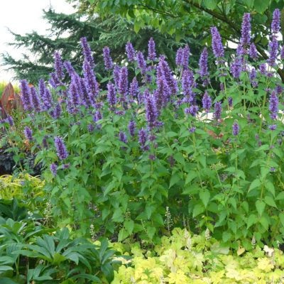 Agastache 'Blue Boa'