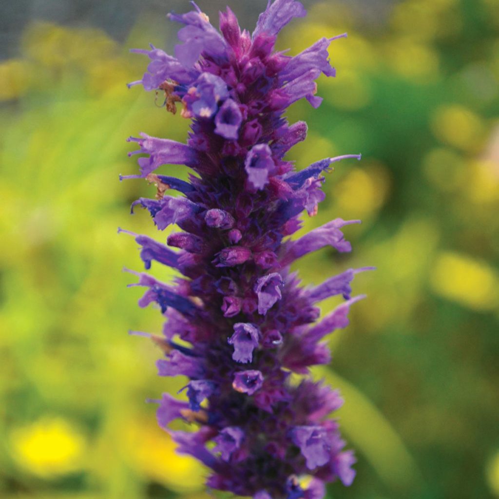 Agastache ‘Blue Boa’ | TERRA NOVA® Nurseries, Inc.