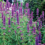 Agastache 'Blue Boa'