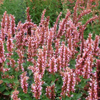 Agastache 'Cotton Candy'