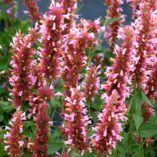 Agastache 'Cotton Candy'