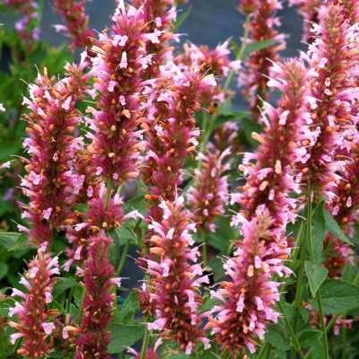 Agastache 'Cotton Candy'