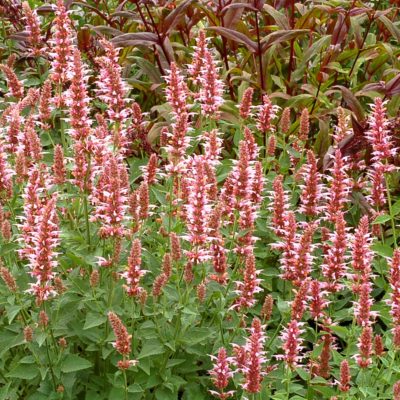 Agastache 'Cotton Candy'