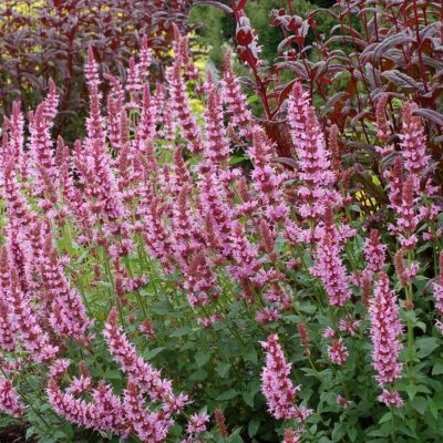 Agastache 'Cotton Candy'