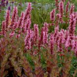 Agastache 'Cotton Candy'