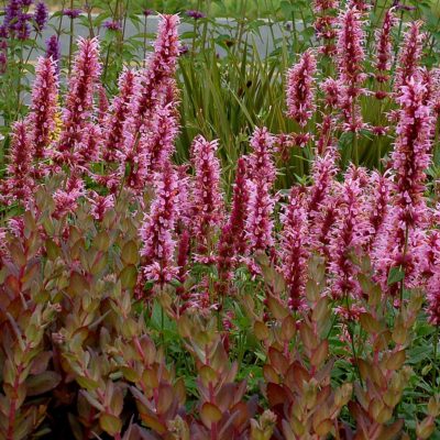 Agastache 'Cotton Candy'