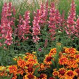 Agastache 'Kudos Ambrosia'