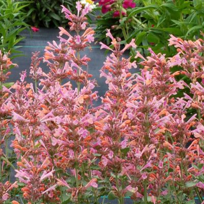 Agastache ‘Kudos Ambrosia’