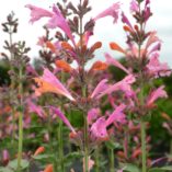 Agastache 'Kudos Ambrosia'