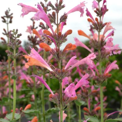 Agastache ‘Kudos Ambrosia’