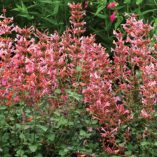 Agastache 'Kudos Ambrosia'