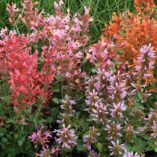 Agastache 'Kudos Coral'