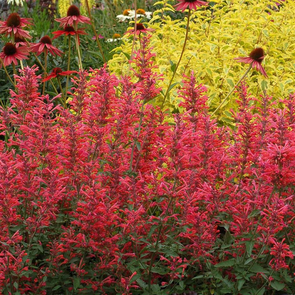 Agastache ‘Kudos Mandarin’ TERRA NOVA® Nurseries, Inc.