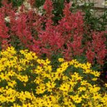 Agastache 'Kudos Coral'