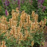 Agastache 'Kudos Gold'