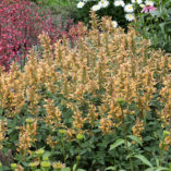 Agastache 'Kudos Gold'