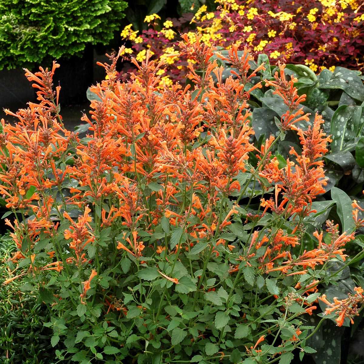 Agastache 'Kudos Mandarin'