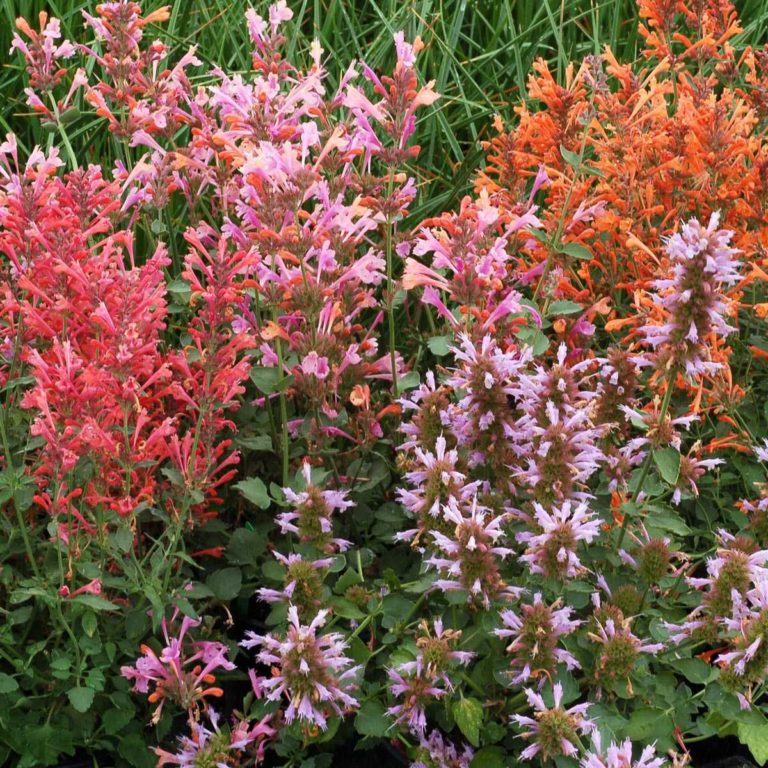 Agastache ‘Kudos Mandarin’ TERRA NOVA® Nurseries, Inc.