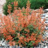 Agastache 'Kudos Mandarin'