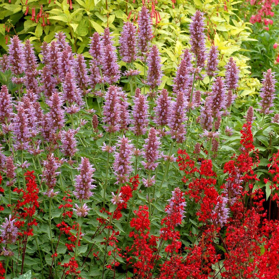 agastache kudos silver blue agastache kudos silver blue
