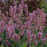 Agastache 'Kudos Silver Blue'