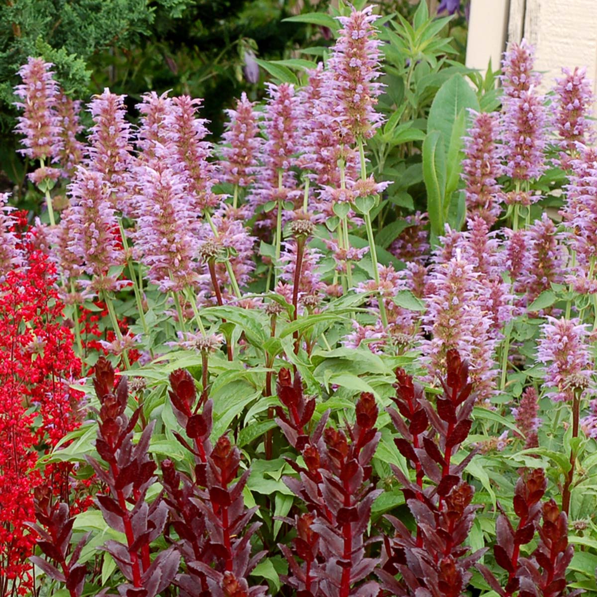 Agastache 'Kudos Silver Blue'