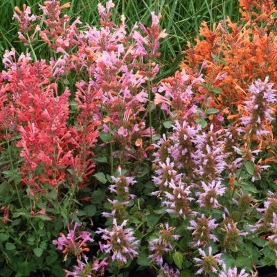 Agastache 'Kudos Silver Blue'