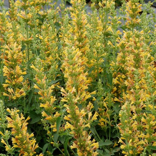 Agastache 'Kudos Yellow'