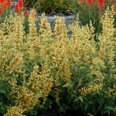 Agastache 'Kudos Yellow'