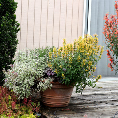 Agastache 'Kudos Yellow'