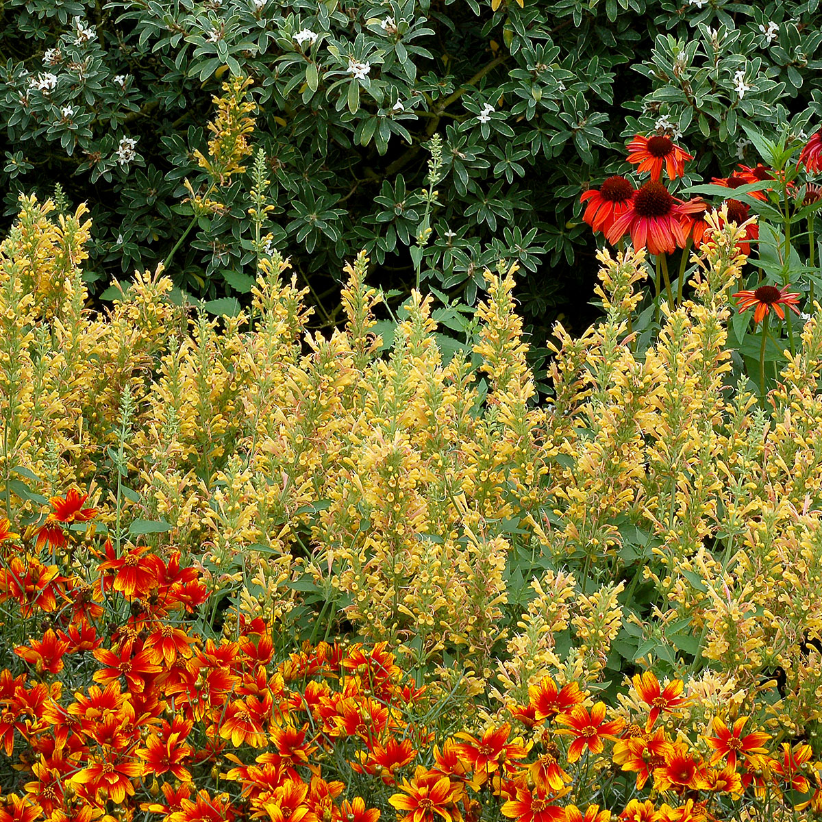 Agastache 'Kudos Yellow'