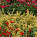 Agastache 'Kudos Yellow'