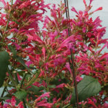 Agastache 'Morello'