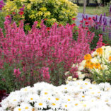 Agastache 'Raspberry Summer'