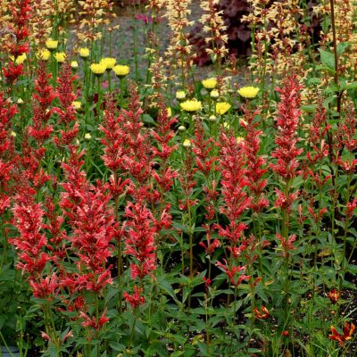 Agastache 'Summer Fiesta'