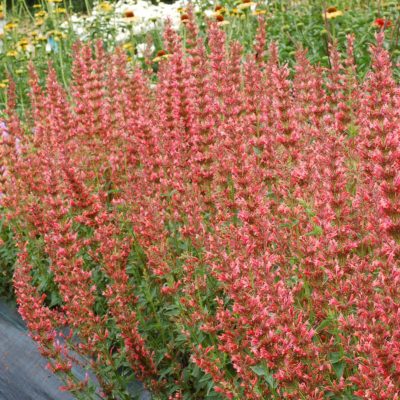 Agastache 'Summer Fiesta'