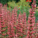 Agastache 'Summer Fiesta'