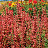 Agastache 'Summer Fiesta'