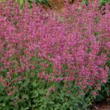 Agastache 'Summer Love'