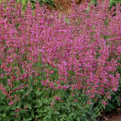 Agastache 'Summer Love'