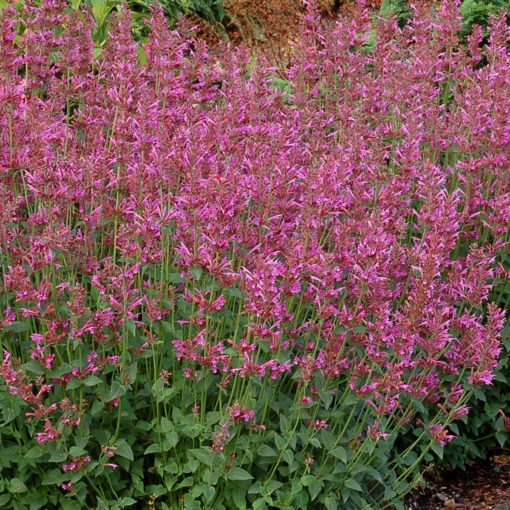 Agastache 'Summer Love'