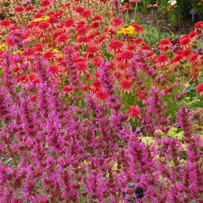 Agastache 'Summer Love'