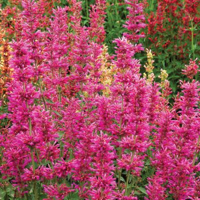 Agastache 'Summer Love'