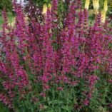 Agastache ‘Summer Love’ | TERRA NOVA® Nurseries, Inc.