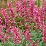 Agastache 'Summer Love'