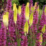 Agastache 'Summer Love'