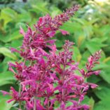 Agastache 'Summer Love'