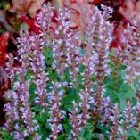 Agastache 'Summer Sky'