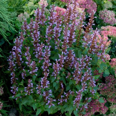 Agastache 'Summer Sky'